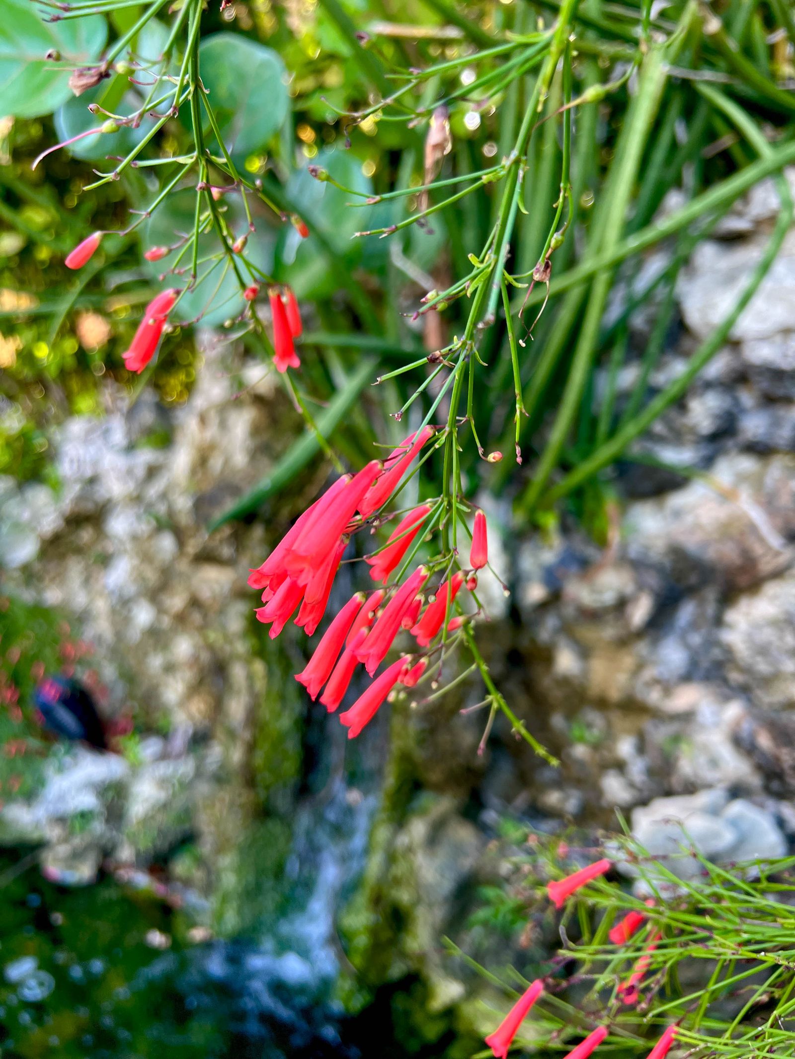 Delicate coral flowers by the waterfall garden